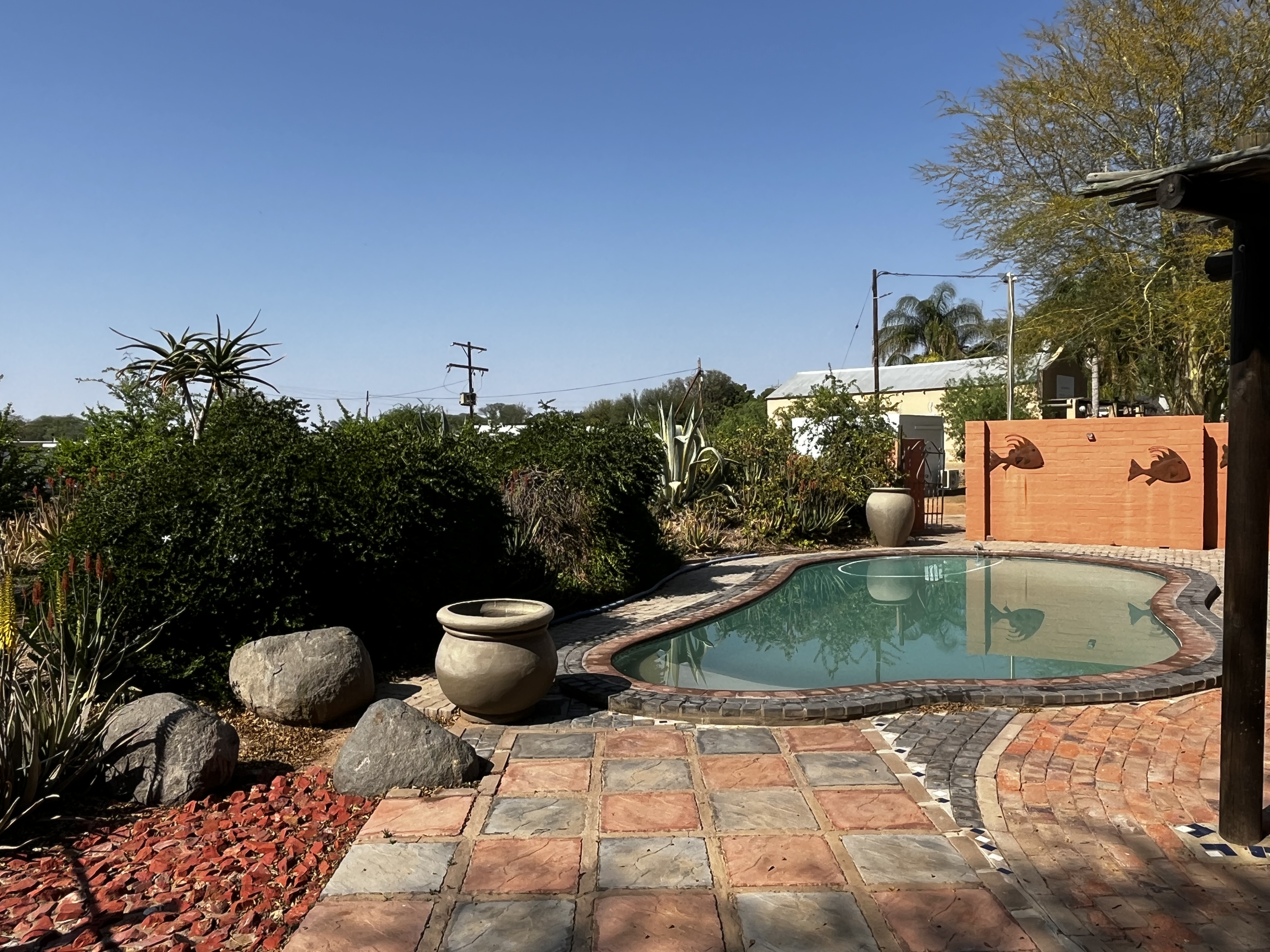 Meerkat Compound swimming pool
